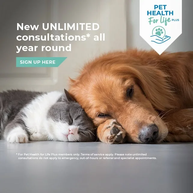 Vets in Rochester | Vets in Chatham |Vets in Kent | Warren House Vets
