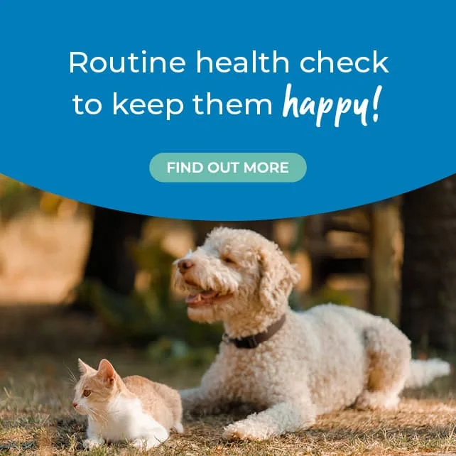 Vets in Rochester | Vets in Chatham |Vets in Kent | Warren House Vets