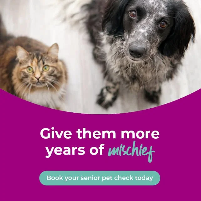 Vets in Rochester | Vets in Chatham |Vets in Kent | Warren House Vets