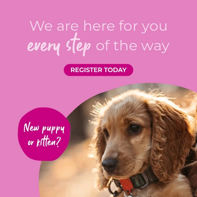 Vets in Rochester | Vets in Chatham |Vets in Kent | Warren House Vets