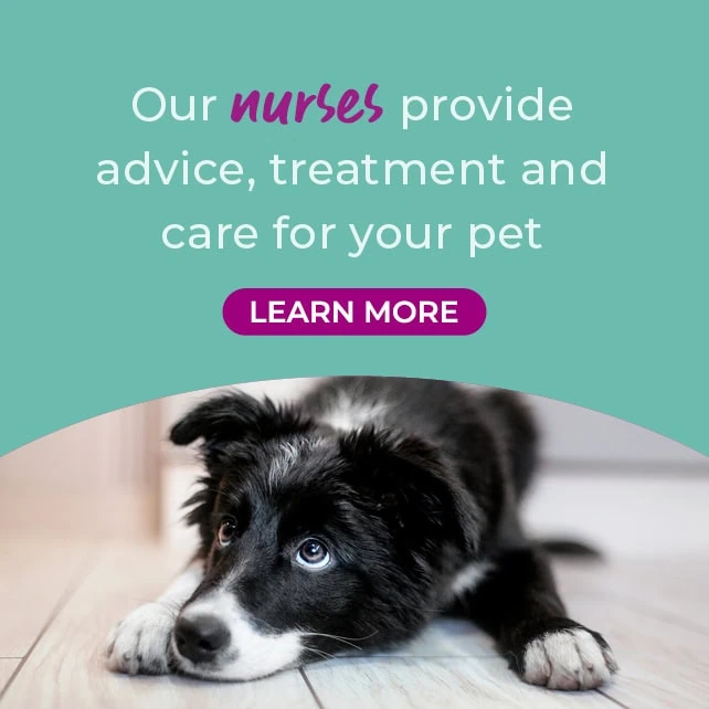 Vets in Rochester | Vets in Chatham |Vets in Kent | Warren House Vets